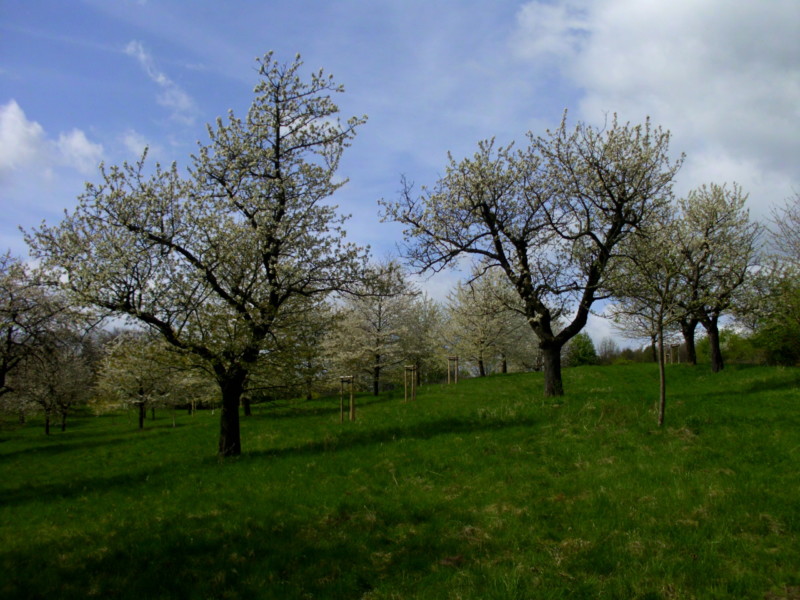 Streuobstwiese