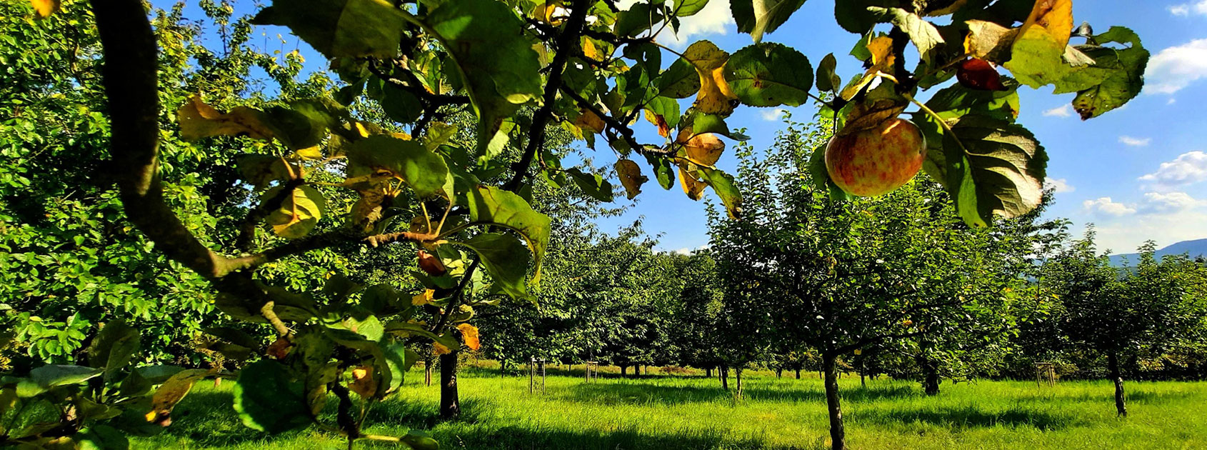 header-Geschke_Ina_Streuobstwiese_Schuelerbusch_Zittau_20210914_152937-scaled