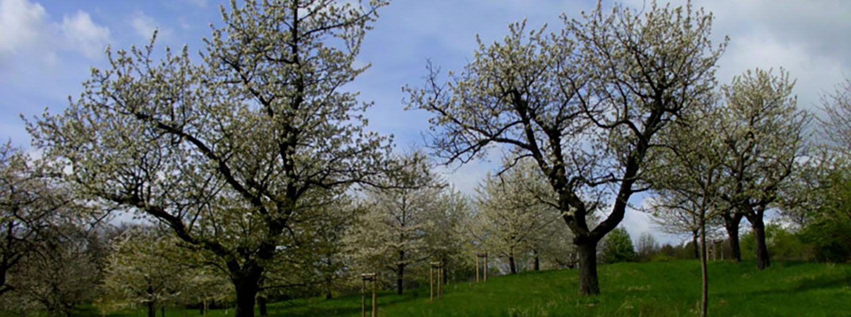 header-Streuobstwiese-Bergfrieden-mit-Kirschblüte-2017-scaled-e1575378028547