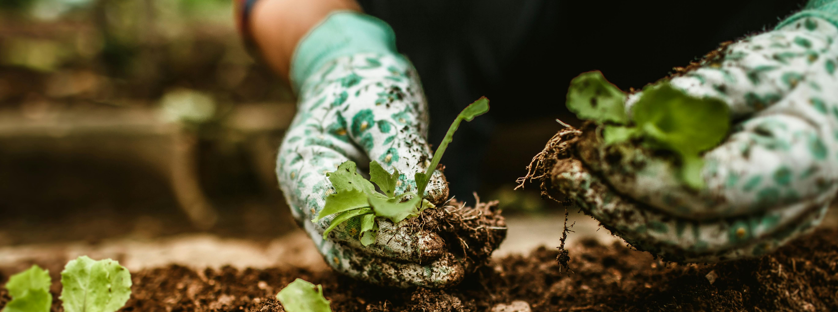 Coverbild Webseite(13)